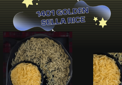 1401 golden sella Rice 003