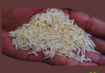 1509 creamy cella rice 1 (1)