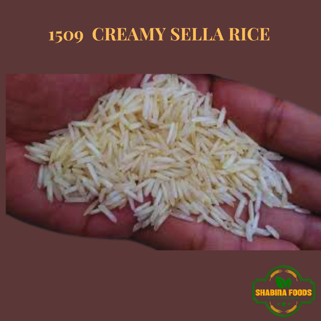 1509 creamy cella rice 1 (1)