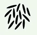 long grain rice _ how long & what type 1
